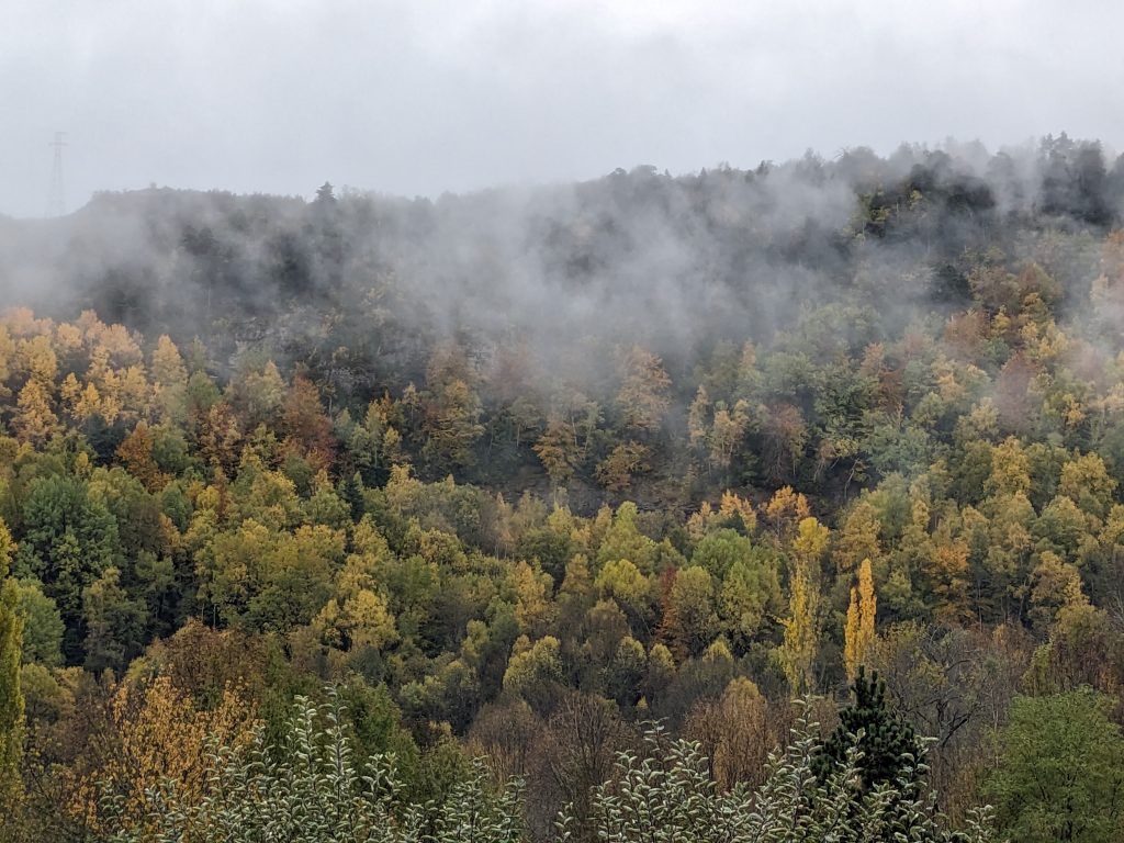 Vistas del bosque en otoño